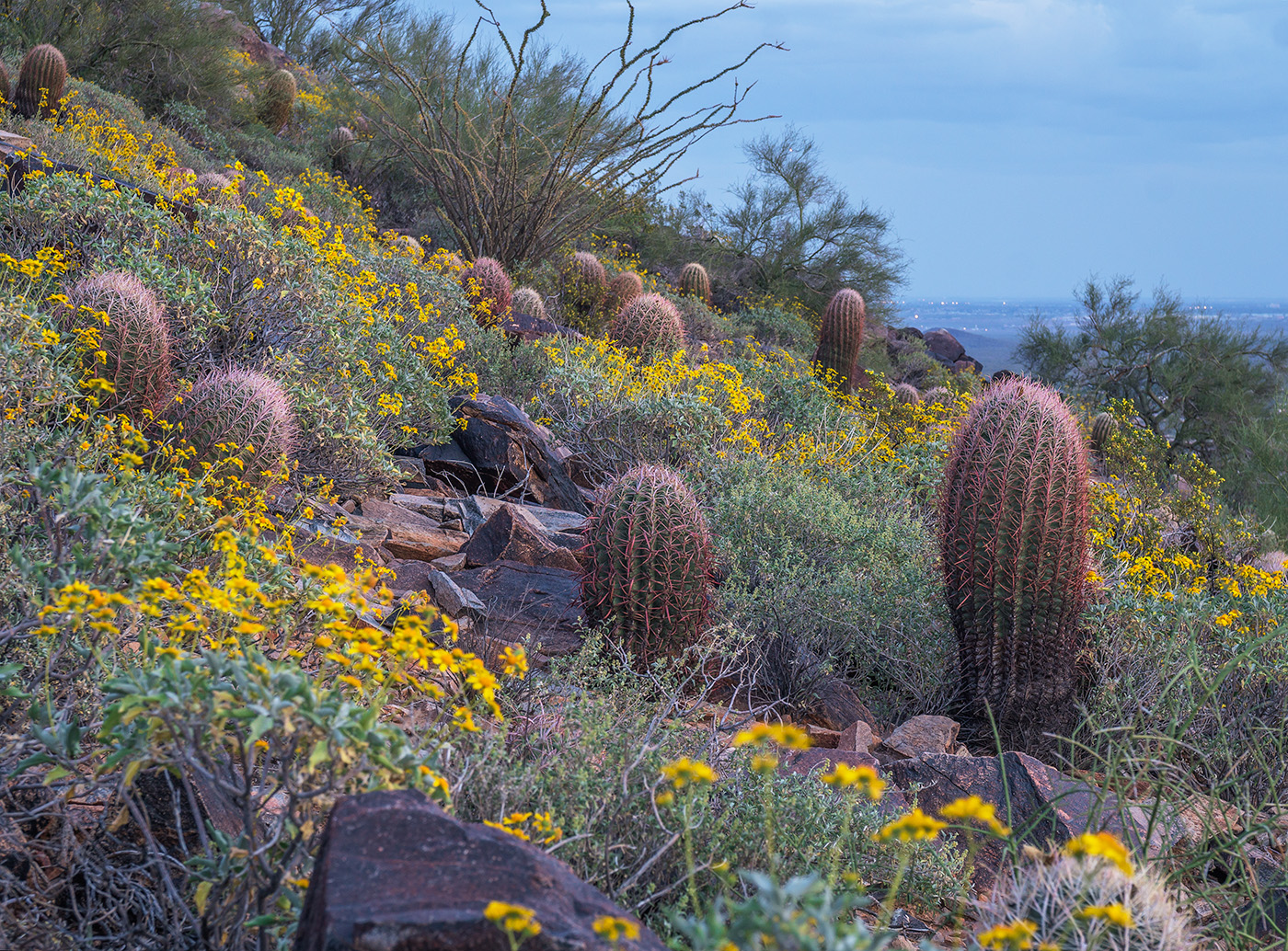 brittlebush mcdowell mountains arizona