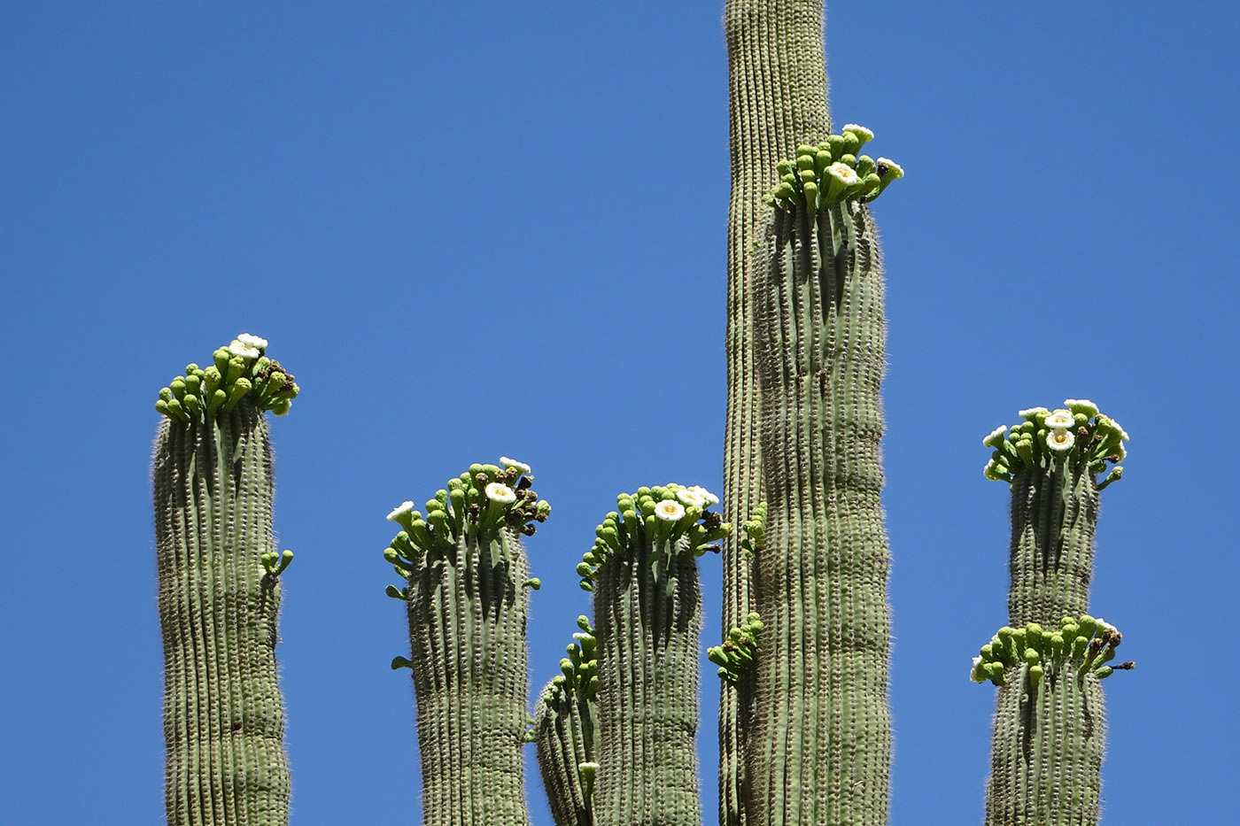catalina state park saguaro flowers