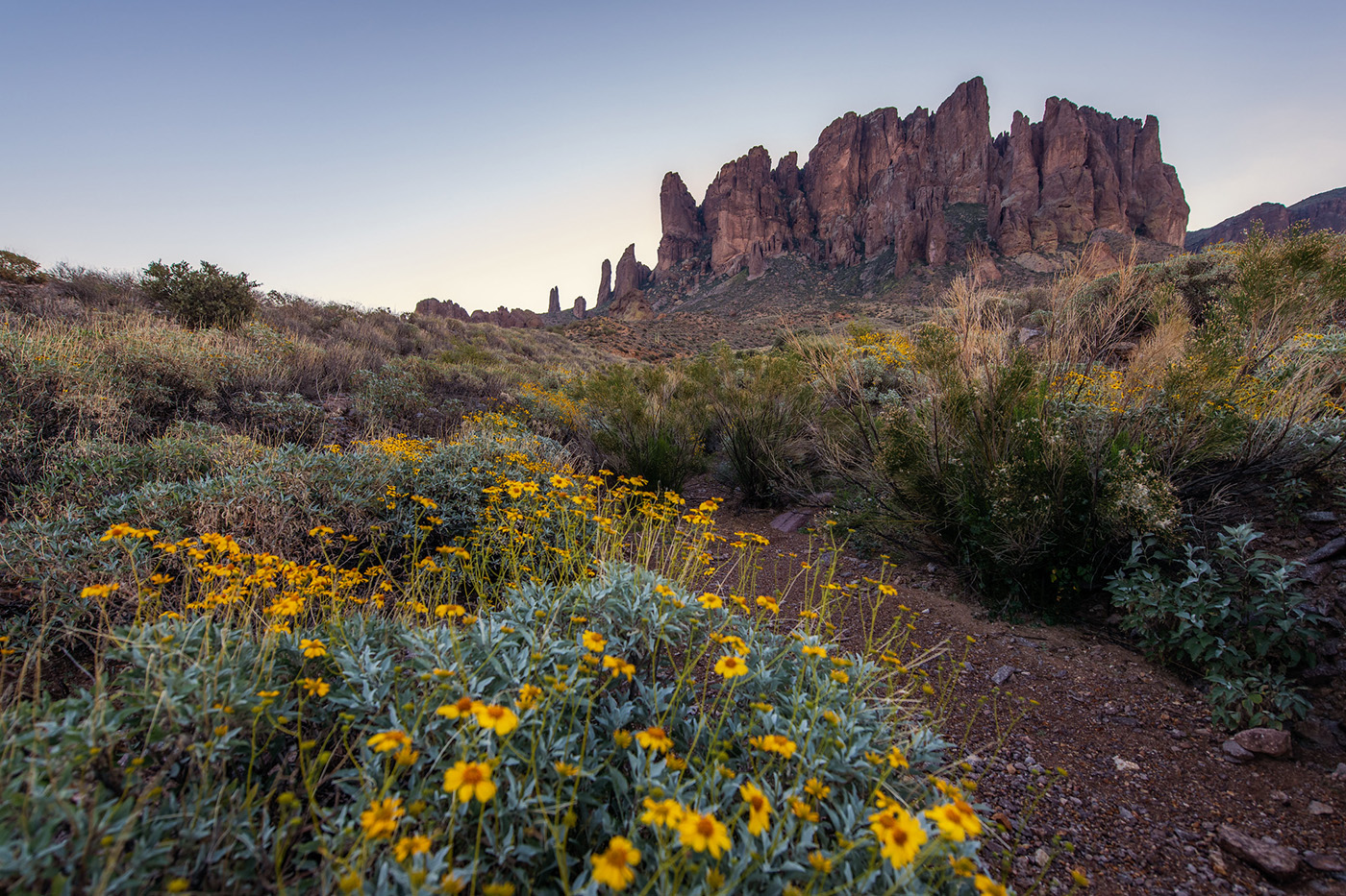lost dutchman wildflowers