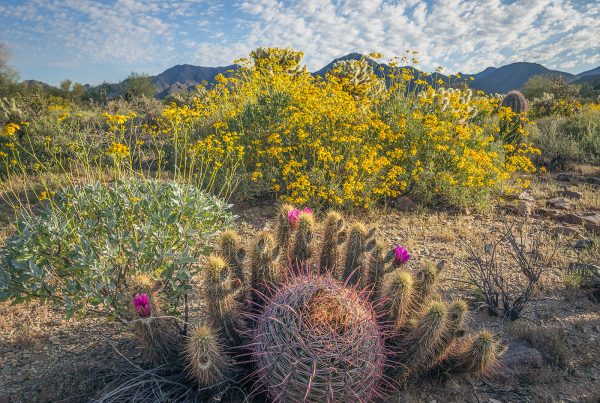 arizona wildflower spots sonoran desert