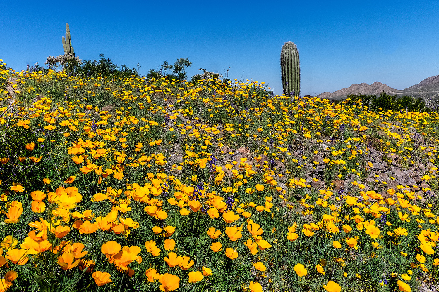 picacho peak poppies