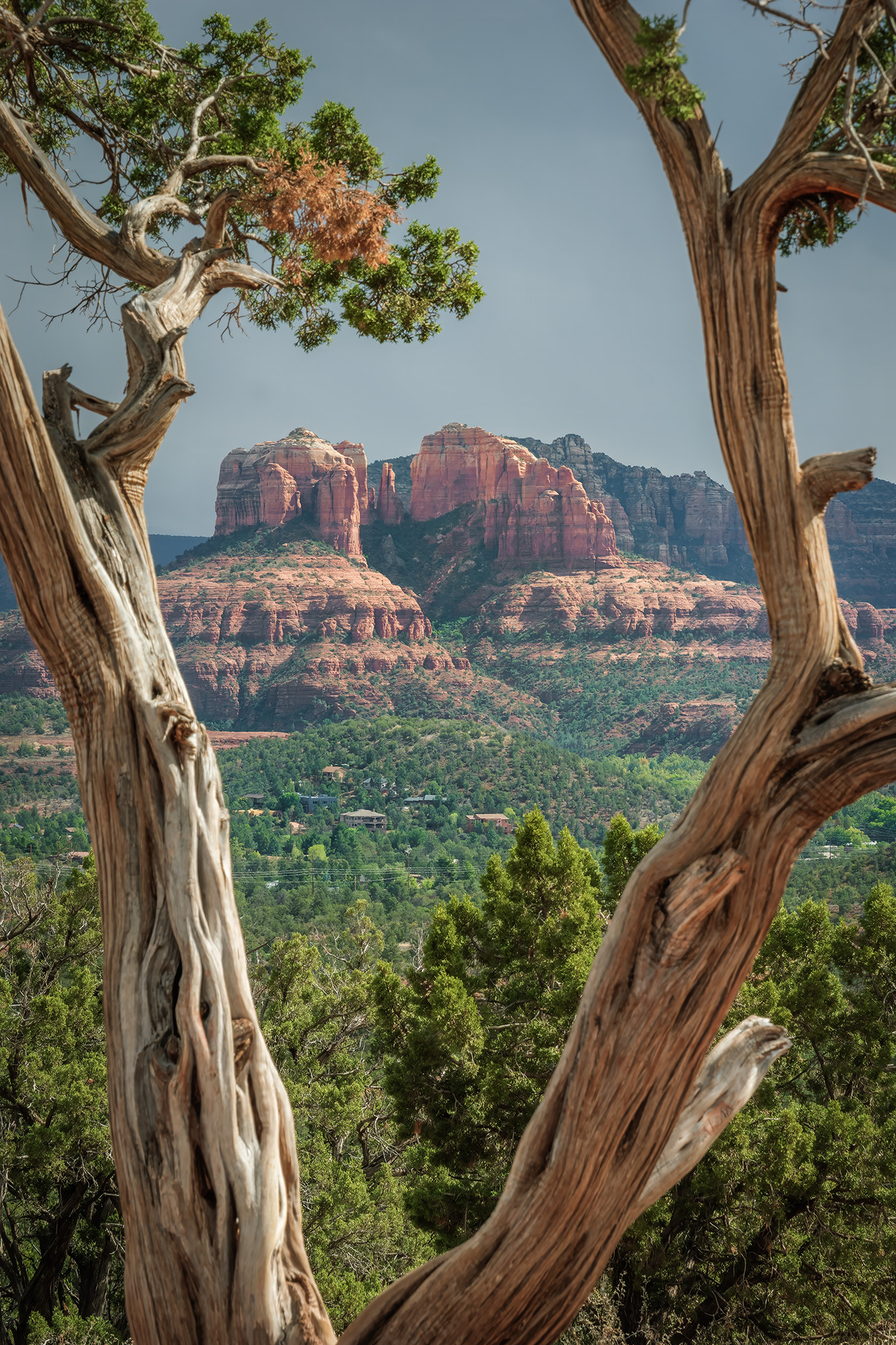 Cathedral Juniper Window