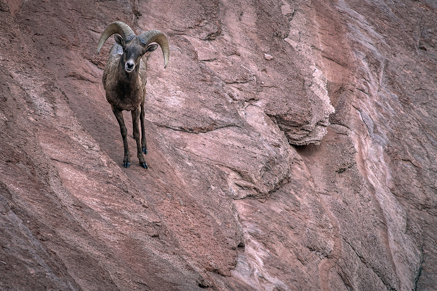 Desert Bighorn Leaning