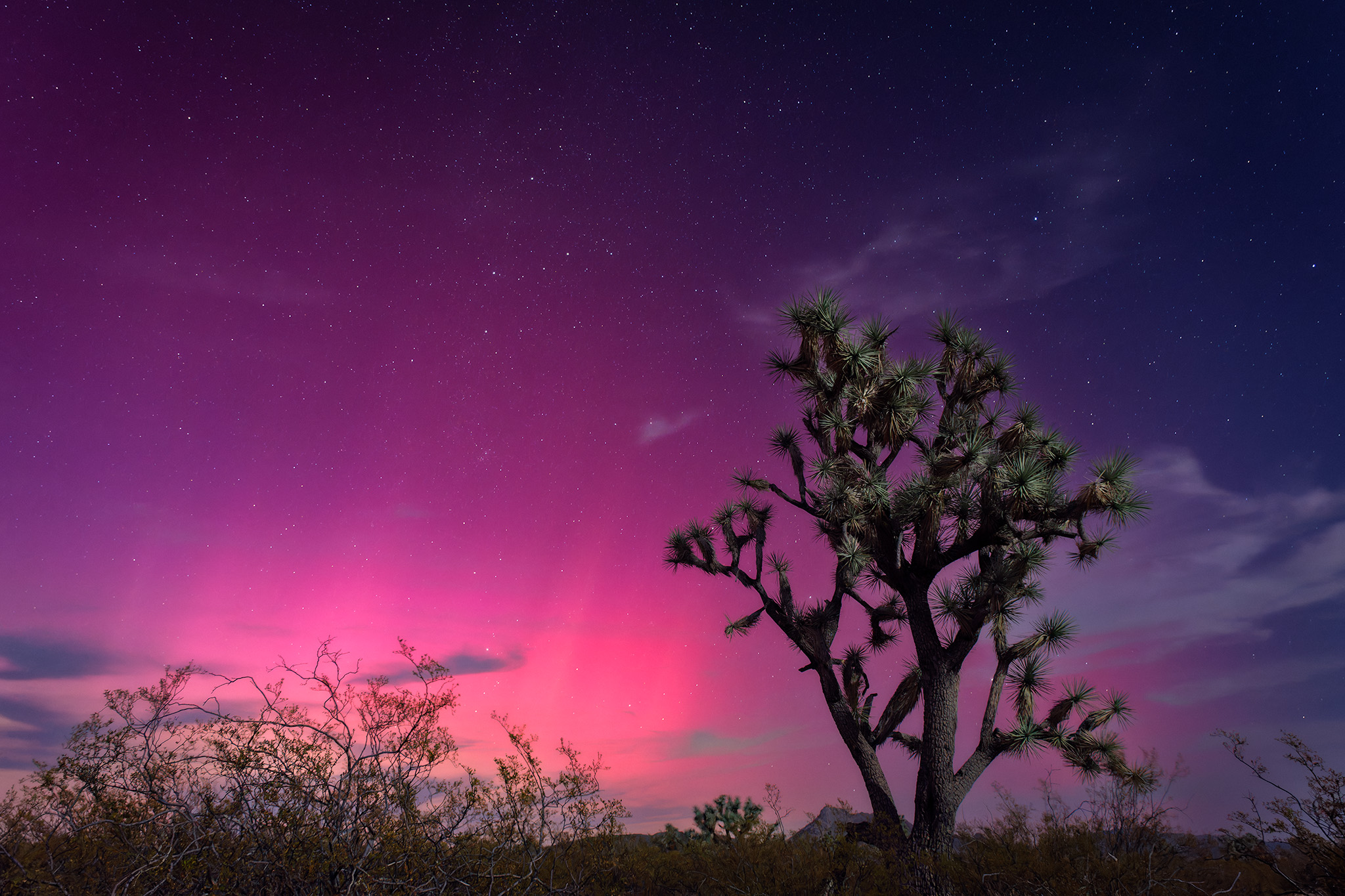 Joshua Tree Aurora Arizona