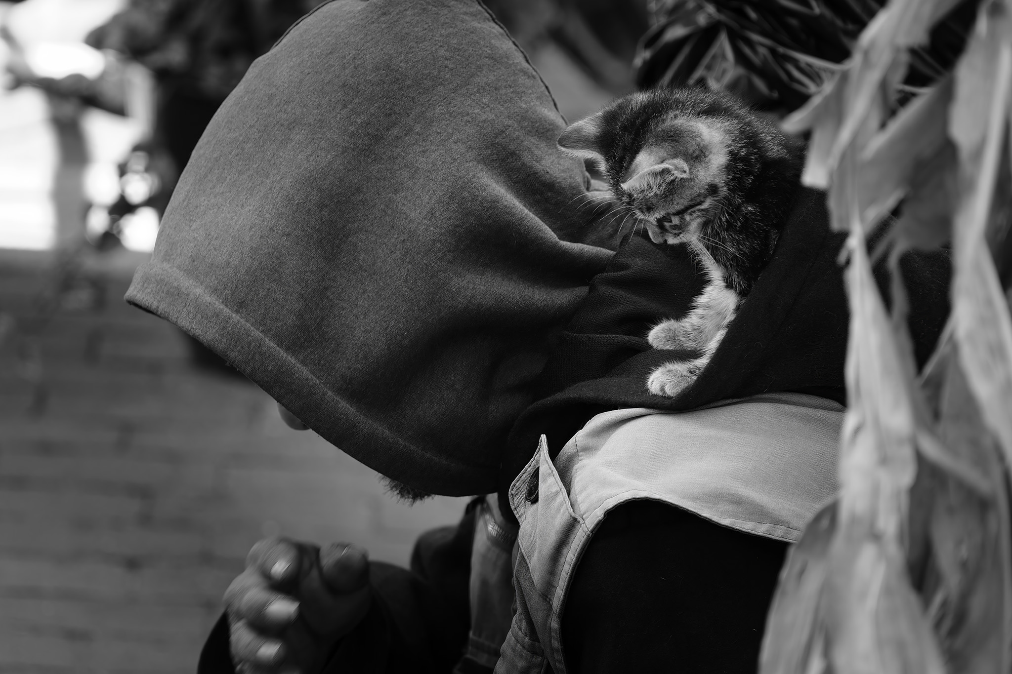 Salem Cat on Shoulder