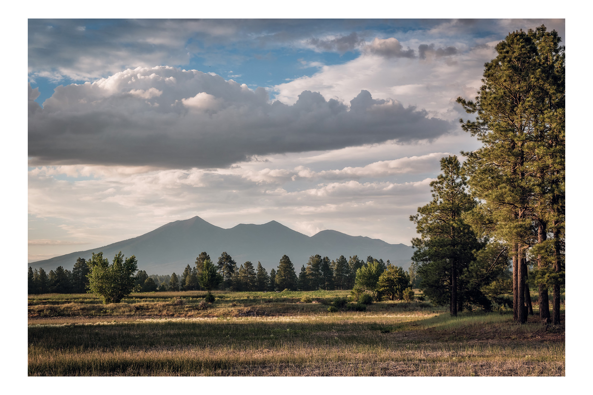 Kachina Wetlands Chrome Trees WP