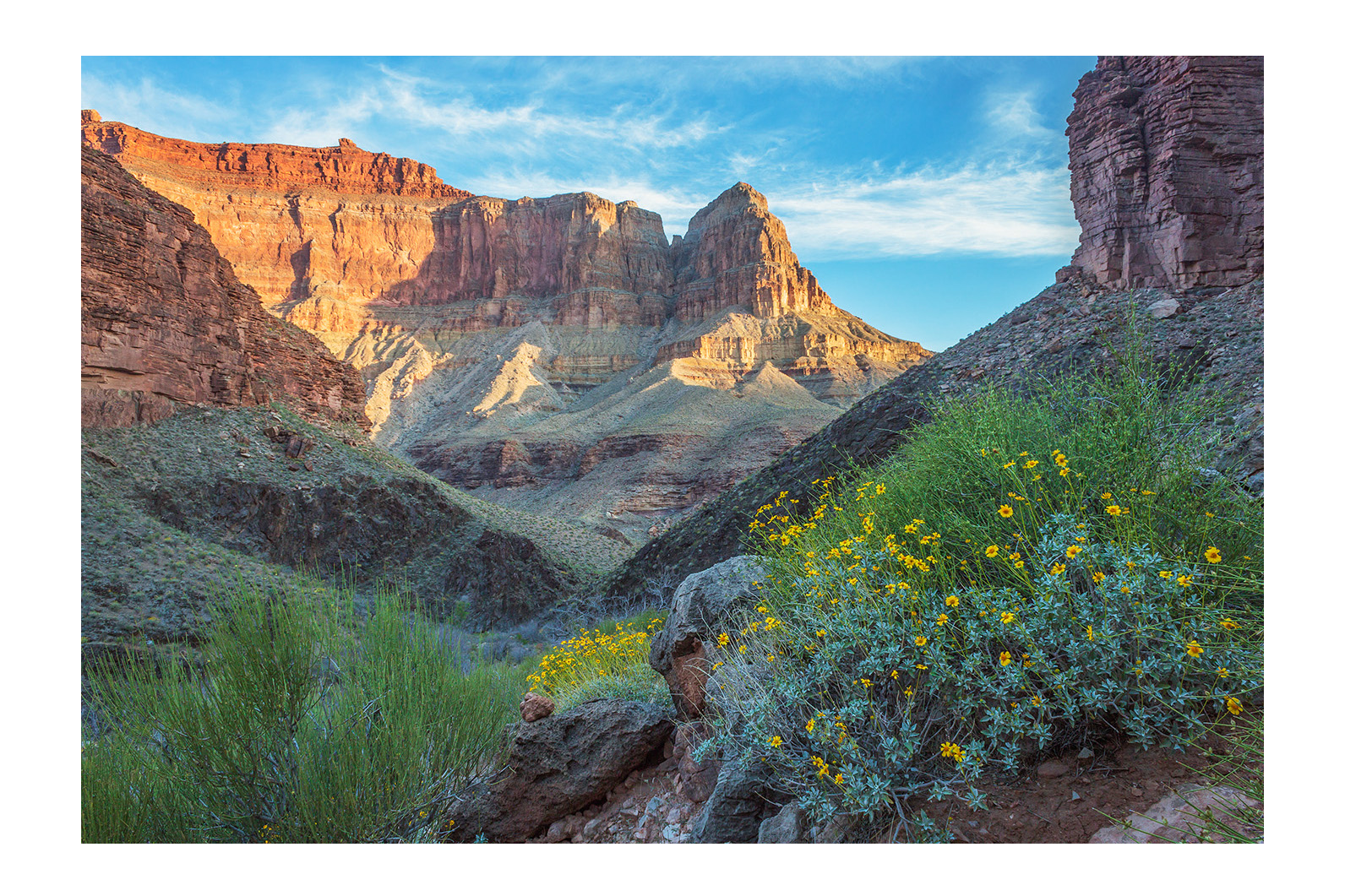 Grand Canyon Boucher Brittlebush WP